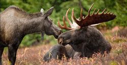 alt="Alaska Public Assistance"